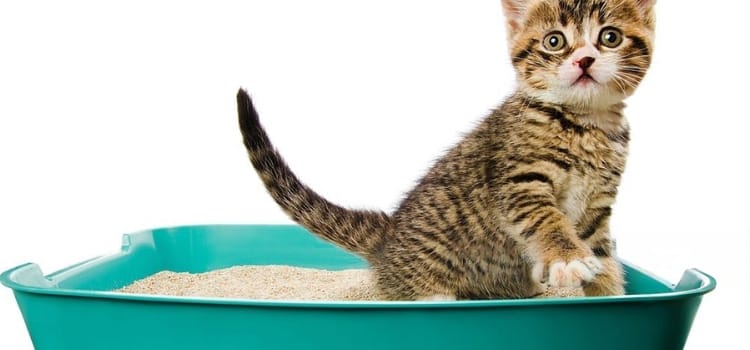 How To Make Cat Litter Last Longer