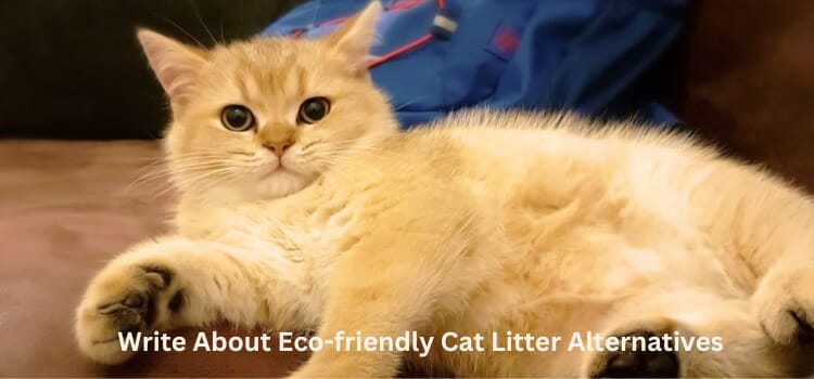 Write About Eco-friendly Cat Litter Alternatives