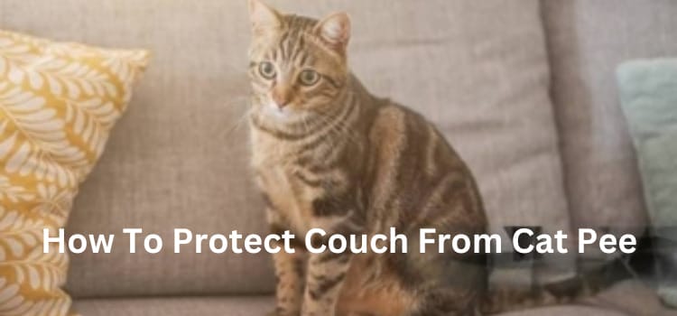 How To Protect Couch From Cat Pee