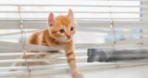 How to Keep Cats Out of Window Blinds