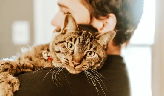 cat seek comfort with their owner