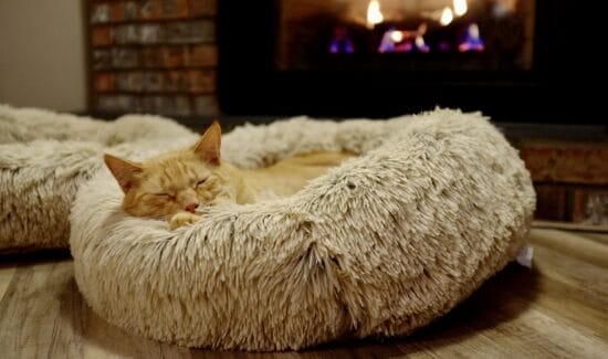 cat is sleeping on nest like bed