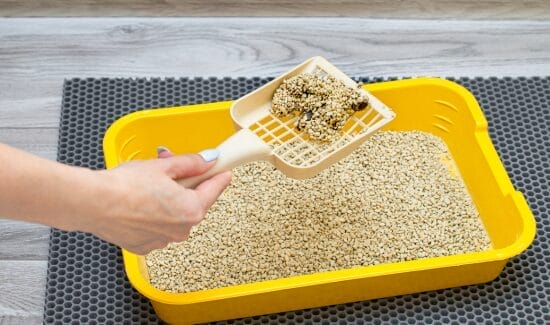 Clumping Technology of cat litter